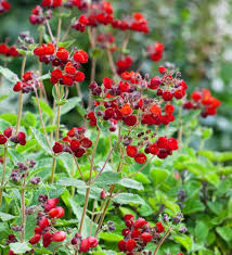 Image result for Calceolaria integrifolia