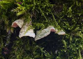 Attēlu rezultāti vaicājumam “Steccherinum bourdotii”