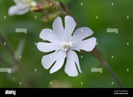 Attēlu rezultāti vaicājumam “Silene latifolia subsp. alba”