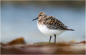 Attēlu rezultāti vaicājumam “Calidris alba adult”