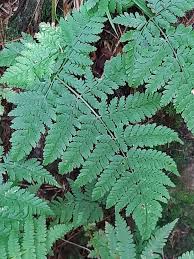 Attēlu rezultāti vaicājumam “Dryopteris dilatata”