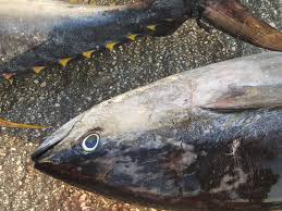 Image result for Thunnus albacares