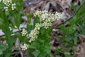 Attēlu rezultāti vaicājumam “Santalaceae”