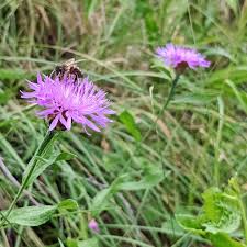 Attēlu rezultāti vaicājumam “Centaurea jacea leaf”