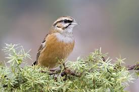 Image result for Emberiza cia