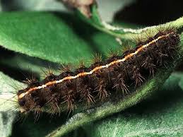 Attēlu rezultāti vaicājumam “Diacrisia sannio larva”