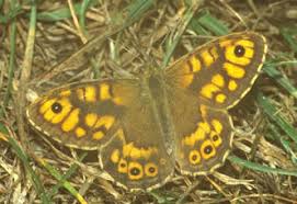 Attēlu rezultāti vaicājumam “Lasiommata megera underside”