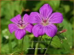 Attēlu rezultāti vaicājumam “Geranium palustre flower”