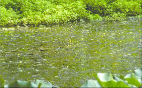 Attēlu rezultāti vaicājumam “Utricularia vulgaris leaf”