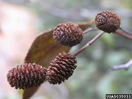 Image result for Alder Cc