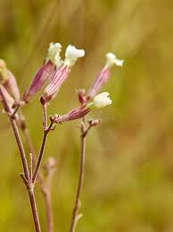Attēlu rezultāti vaicājumam “Silene vulgaris flower”