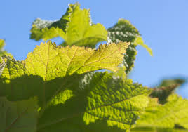 Attēlu rezultāti vaicājumam “Rubus parviflorus leaf”