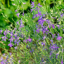 Image result for Delphinium consolida