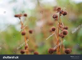 Attēlu rezultāti vaicājumam “Juncus inflexus bud”