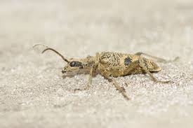 Attēlu rezultāti vaicājumam “Rhagium mordax”