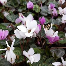 Attēlu rezultāti vaicājumam “Cyclamen hederifolium”