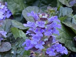 Attēlu rezultāti vaicājumam “Ajuga reptans leaf”