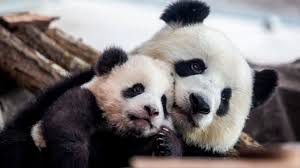 Image result for pandas