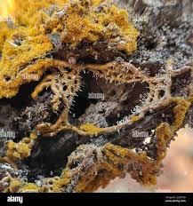 Attēlu rezultāti vaicājumam “Polycephalomyces tomentosus”