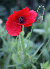 Attēlu rezultāti vaicājumam “Papaver rhoeas flower”