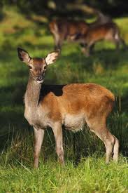 Attēlu rezultāti vaicājumam “Cervus elaphus”