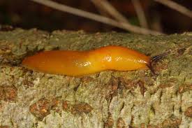 Attēlu rezultāti vaicājumam “Malacolimax tenellus”