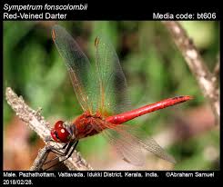 Attēlu rezultāti vaicājumam “Sympetrum”