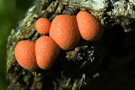 Attēlu rezultāti vaicājumam “Fuligo septica var. candida”