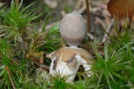 Attēlu rezultāti vaicājumam “Geastrum minimum”