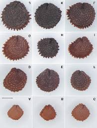 Attēlu rezultāti vaicājumam “Stellaria pallida”