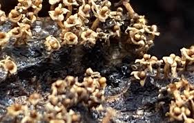 Attēlu rezultāti vaicājumam “Diderma testaceum sessile”