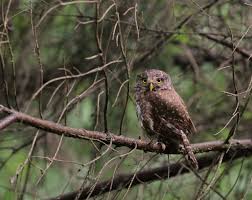 Attēlu rezultāti vaicājumam “Glaucidium passerinum”
