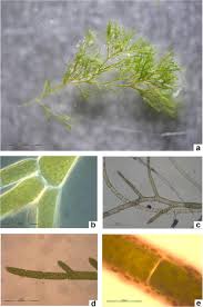 Attēlu rezultāti vaicājumam “Cladophora glomerata”