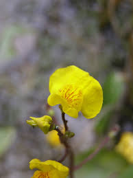 Attēlu rezultāti vaicājumam “Utricularia x neglecta leaf”