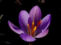 Attēlu rezultāti vaicājumam “Crocus”