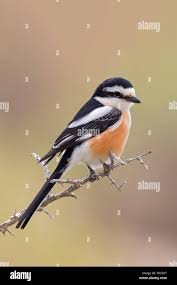 Image result for Lanius nubicus