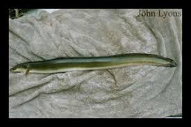 Image result for Anguilla rostrata