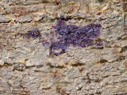 Attēlu rezultāti vaicājumam “Phlebia serialis”