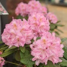 Attēlu rezultāti vaicājumam “Rhododendron sichotense”