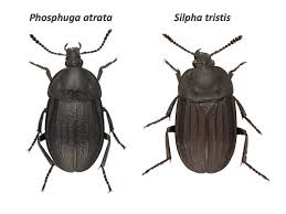 Attēlu rezultāti vaicājumam “Phosphuga atrata”
