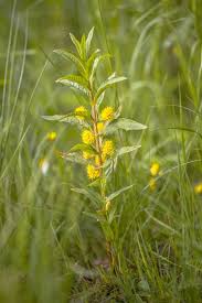Attēlu rezultāti vaicājumam “Lysimachia thyrsiflora leaf”