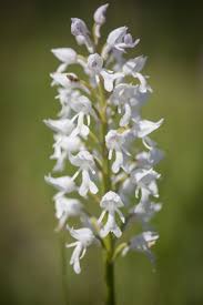 Attēlu rezultāti vaicājumam “Orchis militaris leaf”