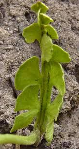 Attēlu rezultāti vaicājumam “Botrychium lunaria”