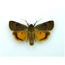 Attēlu rezultāti vaicājumam “Hypena proboscidalis”