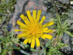 Attēlu rezultāti vaicājumam “Crepis tectorum flower”