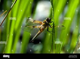 Attēlu rezultāti vaicājumam “Libellula quadrimaculata”
