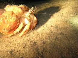 Attēlu rezultāti vaicājumam “Diderma crustaceum macro”