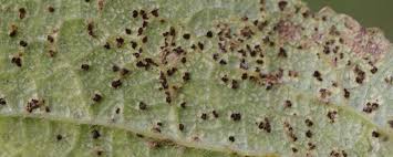 Attēlu rezultāti vaicājumam “Tranzschelia pruni-spinosae”