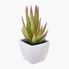 Image result for Mehikasvi