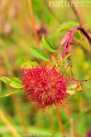 Attēlu rezultāti vaicājumam “Diplolepis bicolor”